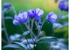 Alan Phillips_Jacob's Ladder in Blue.jpg